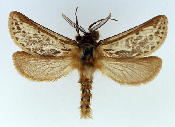 /filer/webapps/moths/media/images/B/butlerii_Gorgopis_AM_TMSA_01.jpg