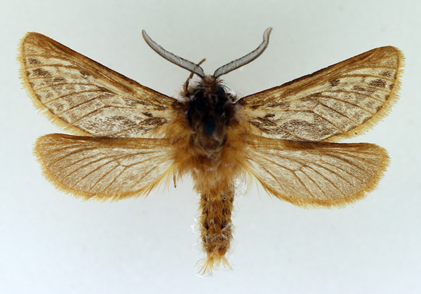 /filer/webapps/moths/media/images/B/butlerii_Gorgopis_AM_TMSA_02.jpg