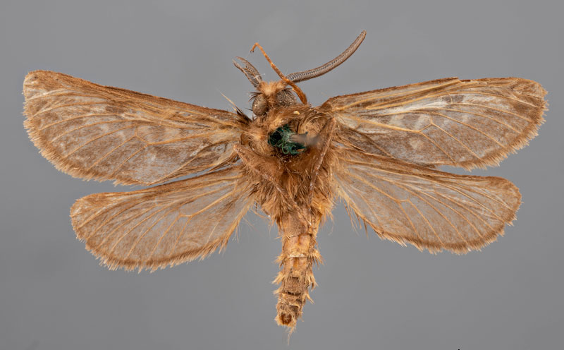 /filer/webapps/moths/media/images/B/butlerii_Gorgopis_HT_MfNb.jpg