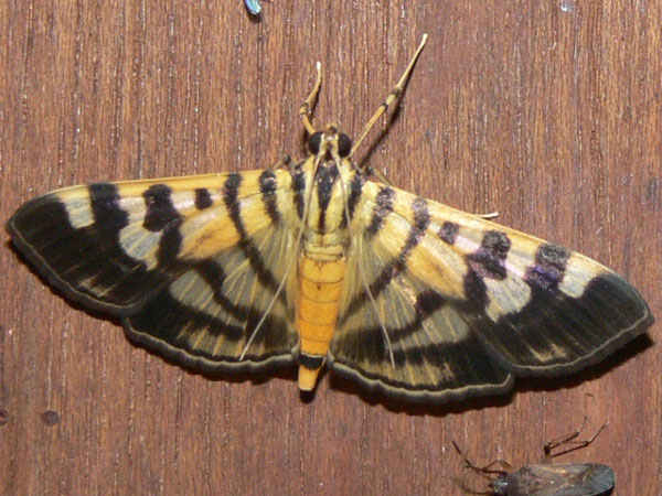 /filer/webapps/moths/media/images/B/butlerii_Syllepte_A_Goff_02.jpg