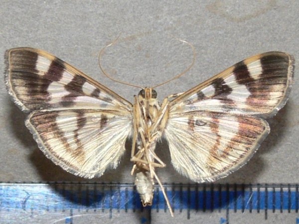 /filer/webapps/moths/media/images/B/butlerii_Syllepte_A_Goffb_01.jpg