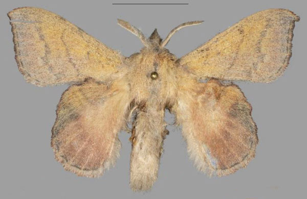 /filer/webapps/moths/media/images/B/buttafuoco_Leipoxais_HT_Mueller.jpg