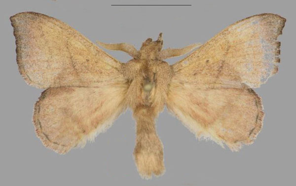 /filer/webapps/moths/media/images/B/buttafuoco_Leipoxais_PTM_Mueller_02.jpg