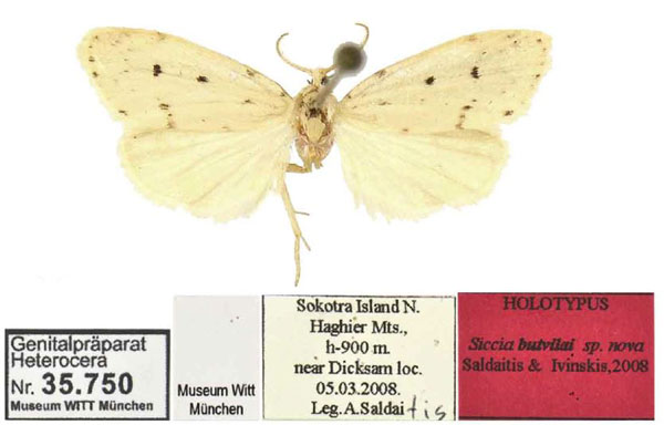 /filer/webapps/moths/media/images/B/butvilai_Siccia_HT_ZSM.jpg