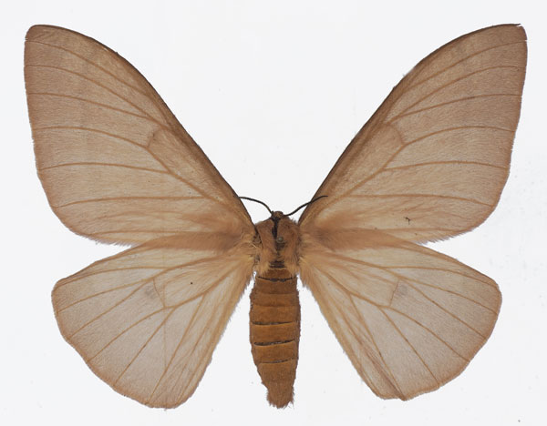 /filer/webapps/moths/media/images/B/butyrospermi_Cirina_AF_Basquin.jpg