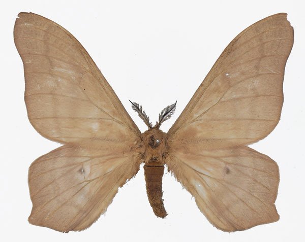 /filer/webapps/moths/media/images/B/butyrospermi_Cirina_AM_Basquina.jpg