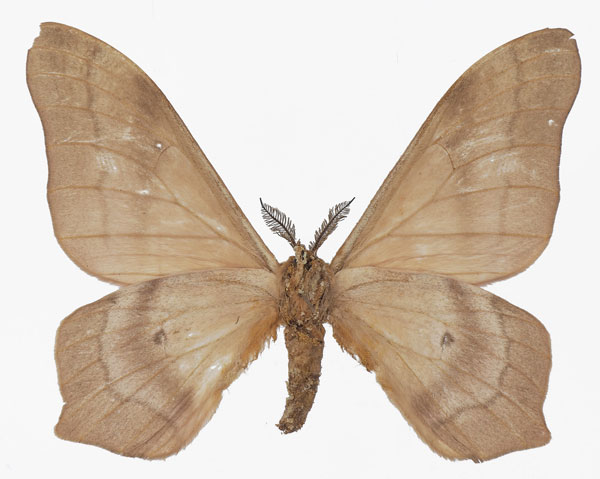 /filer/webapps/moths/media/images/B/butyrospermi_Cirina_AM_Basquinb.jpg