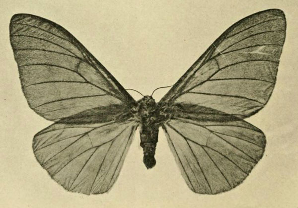 /filer/webapps/moths/media/images/B/butyrospermi_Cirina_AT_Vuillet_1911_4.jpg
