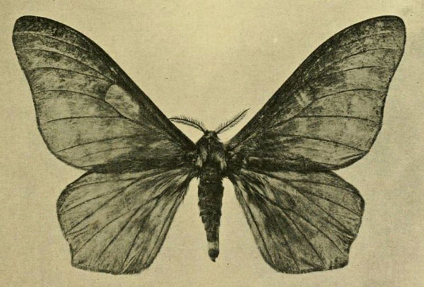 /filer/webapps/moths/media/images/B/butyrospermi_Cirina_HT_Vuillet_1911_2.jpg