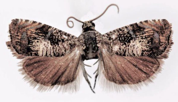 /filer/webapps/moths/media/images/B/bvumbana_Coccothera_HT_ZMUC.jpg