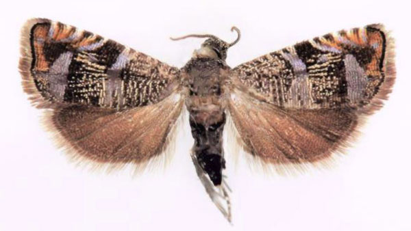 /filer/webapps/moths/media/images/B/bvumbana_Coccothera_PTF_Larsen.jpg
