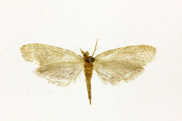 /filer/webapps/moths/media/images/B/byrseis_Melasina_STF_RMCA.jpg