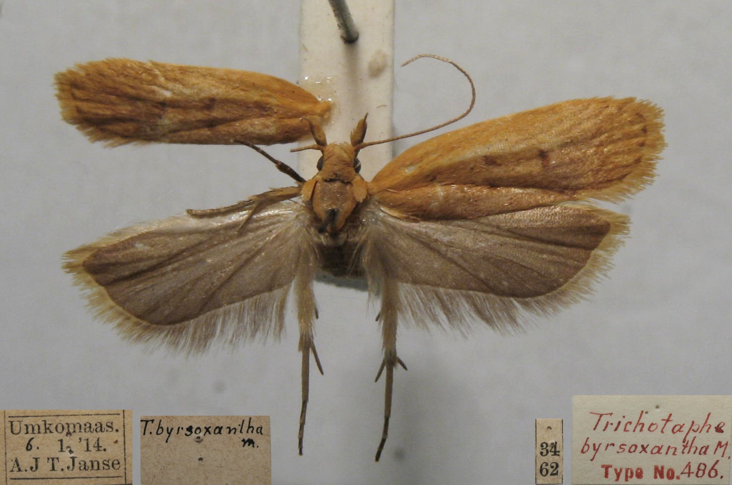 /filer/webapps/moths/media/images/B/byrsoxantha_Trichotaphe_FHT_TMSA.jpg