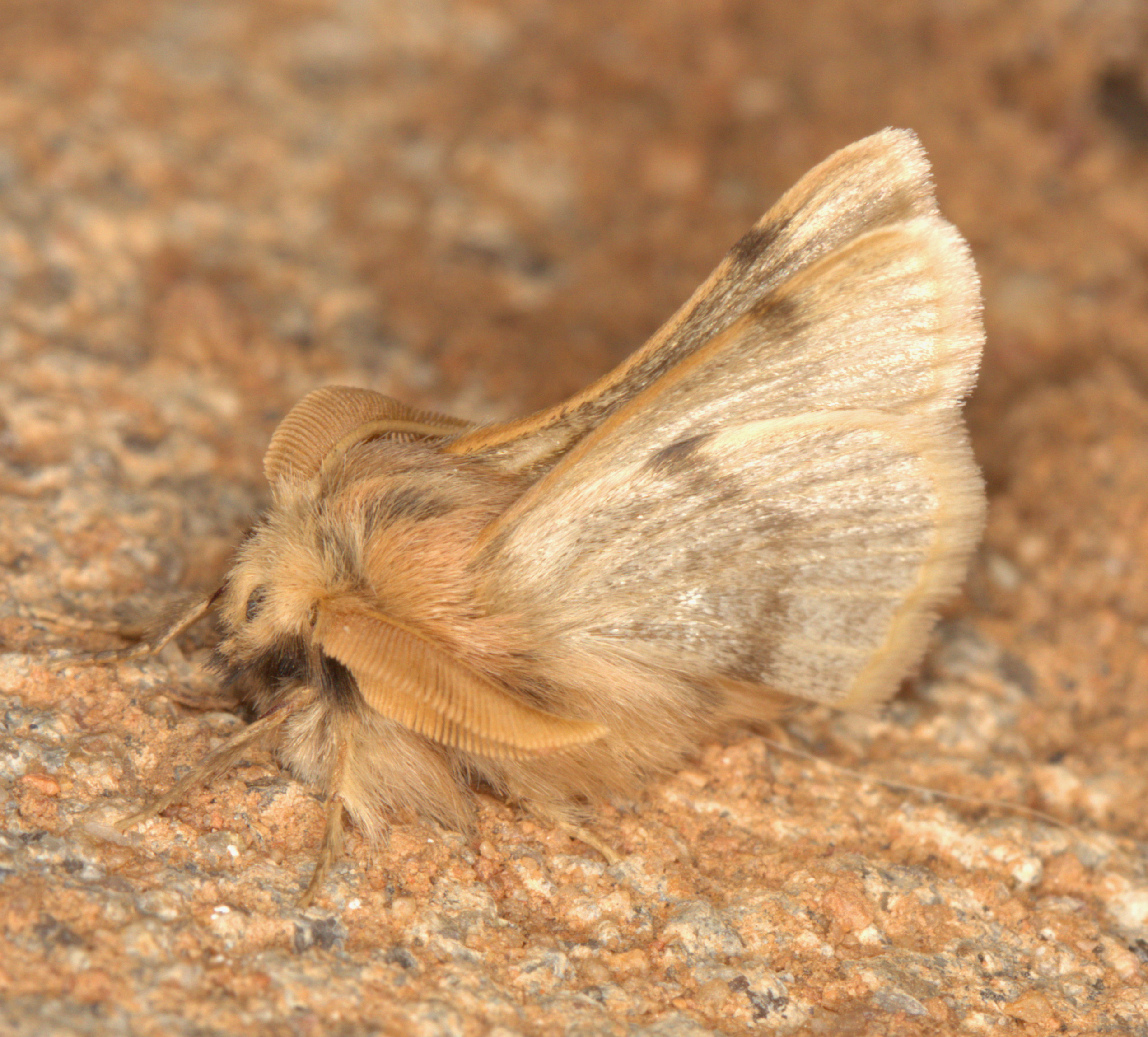 /filer/webapps/moths/media/images/C/Chondrostegoides_jamaka_lat-29_853627_lon17_777938_29k4_2015-03-29.jpg