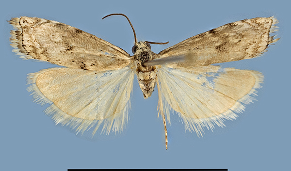 /filer/webapps/moths/media/images/C/Crambus_karsholti_HT_1ab.jpg