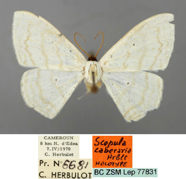/filer/webapps/moths/media/images/C/caberaria_Scopula_HT_ZSM_01.jpg