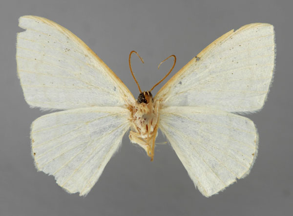 /filer/webapps/moths/media/images/C/caberaria_Scopula_HT_ZSM_02.jpg