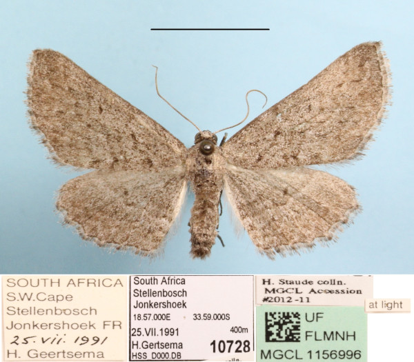/filer/webapps/moths/media/images/C/cacothemon_Larentioides_A_MGCLa_01.JPG