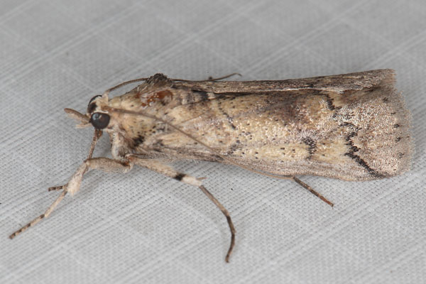 /filer/webapps/moths/media/images/C/cactorum_Cactoblastis_AM_Heyns_01.jpg