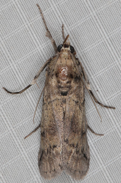 /filer/webapps/moths/media/images/C/cactorum_Cactoblastis_AM_Heyns_02.jpg