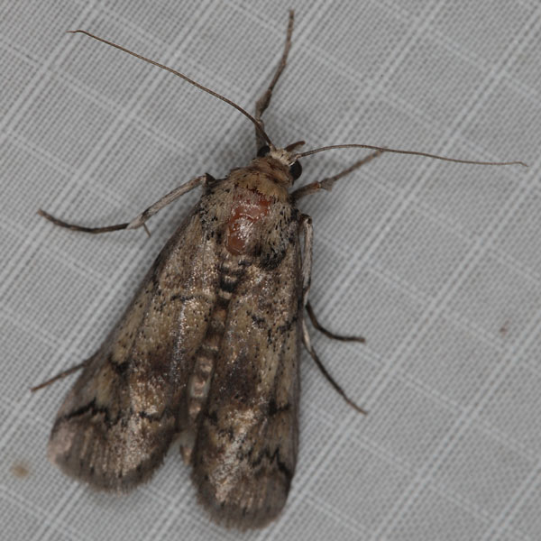/filer/webapps/moths/media/images/C/cactorum_Cactoblastis_AM_Heyns_03.jpg