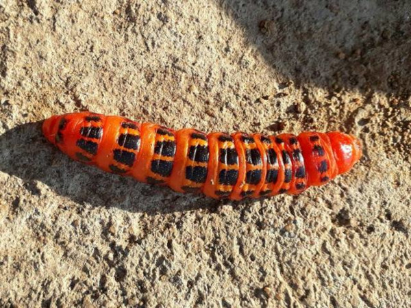 /filer/webapps/moths/media/images/C/cactorum_Cactoblastis_C_Brown_MW.jpg