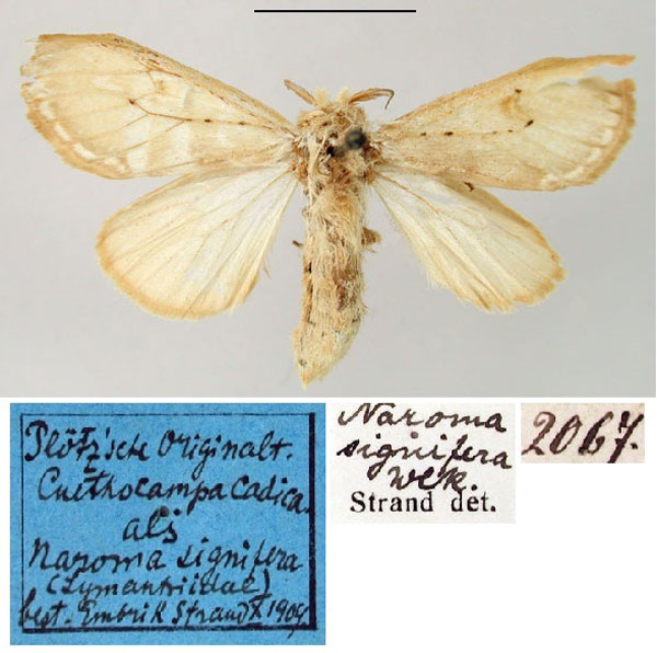 /filer/webapps/moths/media/images/C/cadica_Cnethocampa_HT_ZMHB.jpg