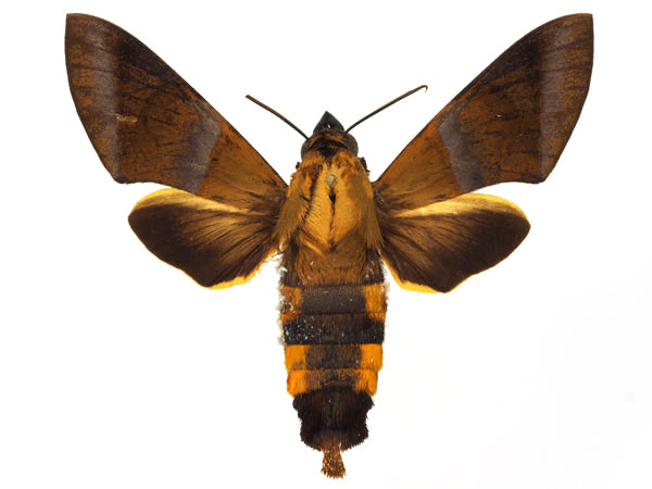 /filer/webapps/moths/media/images/C/cadioui_Atemnora_AF_Basquina.jpg