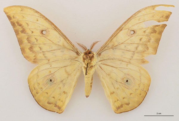 /filer/webapps/moths/media/images/C/cadioui_Aurivillius_HT_RBINS_02.jpg
