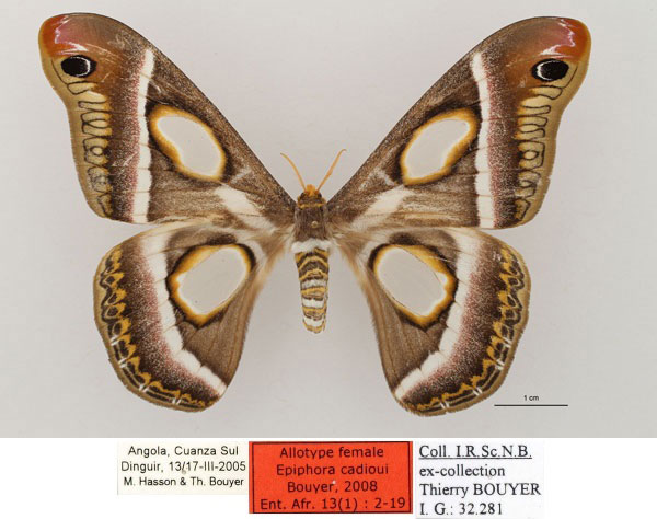 /filer/webapps/moths/media/images/C/cadioui_Epiphora_AT_RBINS_01.jpg