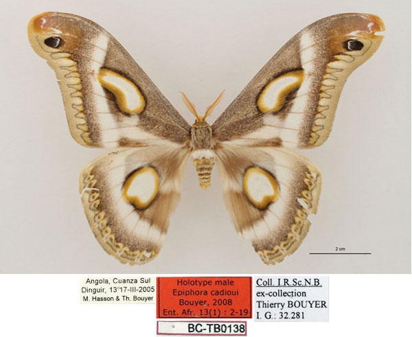 /filer/webapps/moths/media/images/C/cadioui_Epiphora_HT_RBINS_01.jpg