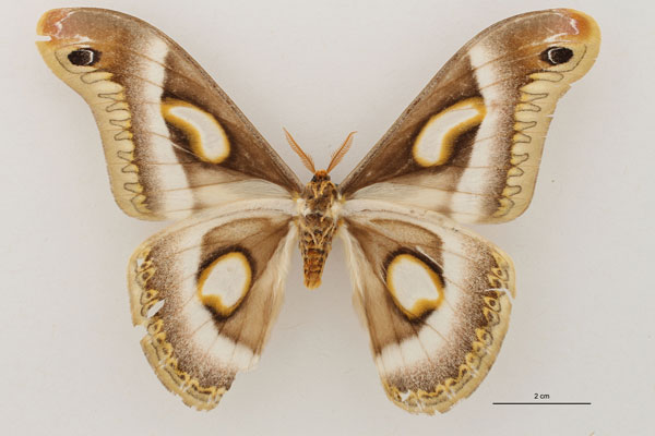 /filer/webapps/moths/media/images/C/cadioui_Epiphora_HT_RBINS_02.jpg