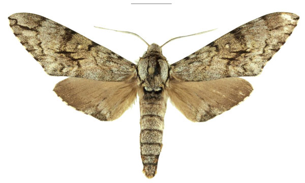 /filer/webapps/moths/media/images/C/cadioui_Macropoliana_HT_Haxairea.jpg