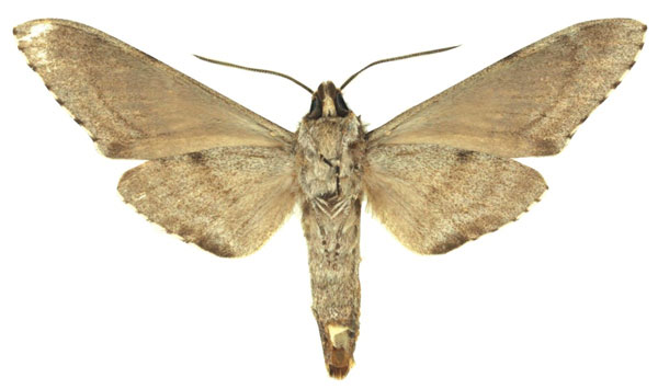 /filer/webapps/moths/media/images/C/cadioui_Macropoliana_HT_Haxaireb.jpg