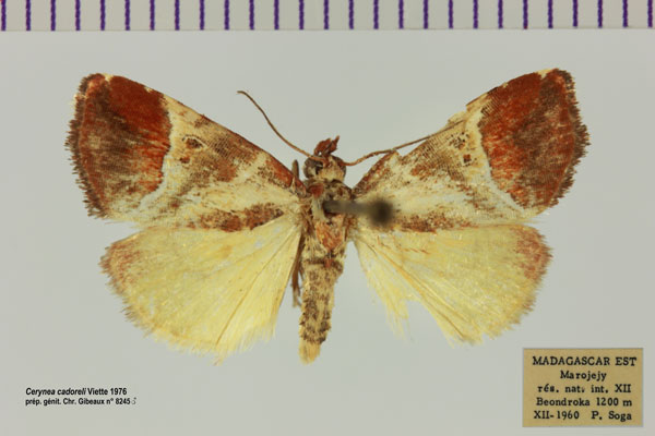 /filer/webapps/moths/media/images/C/cadoreli_Cerynea_AM_MNHN.jpg