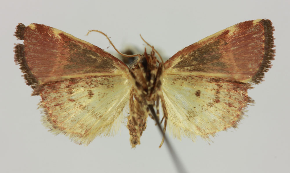 /filer/webapps/moths/media/images/C/cadoreli_Cerynea_HT_MNHNb.jpg