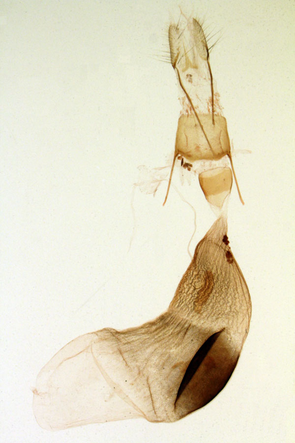 /filer/webapps/moths/media/images/C/cadoreli_Chopardiana_GFAT_MNHN_4787.jpg