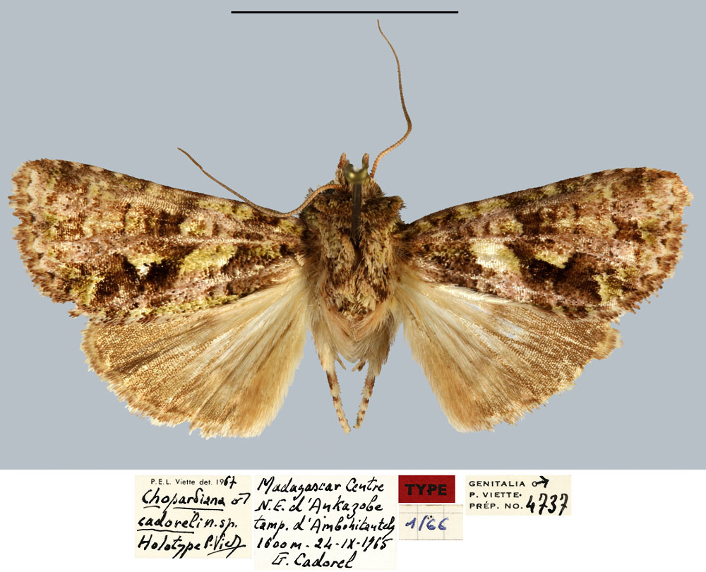 /filer/webapps/moths/media/images/C/cadoreli_Chopardiana_HT_MNHN.jpg