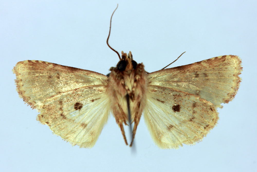 /filer/webapps/moths/media/images/C/cadoreli_Chopardiana_HT_MNHNb.jpg