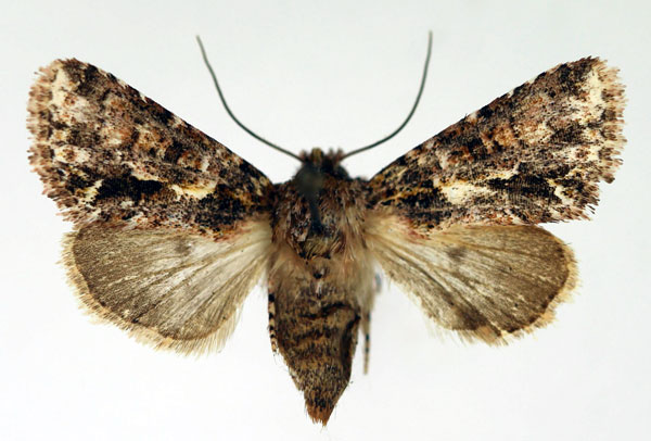 /filer/webapps/moths/media/images/C/cadoreli_Homonacna_AF_Aulombard.jpg