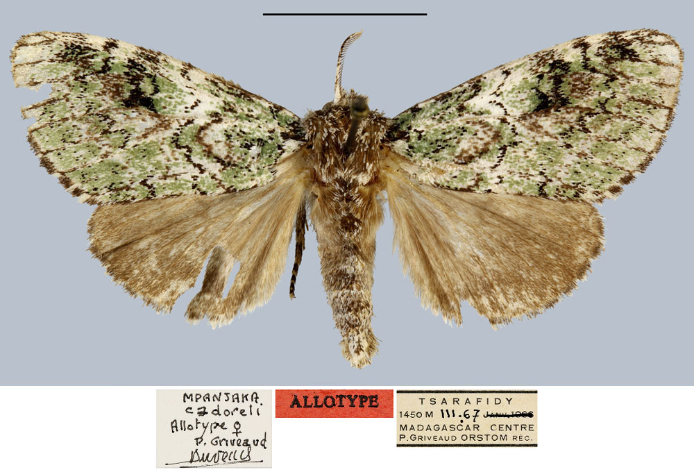 /filer/webapps/moths/media/images/C/cadoreli_Mpanjaka_AT_MNHN.jpg