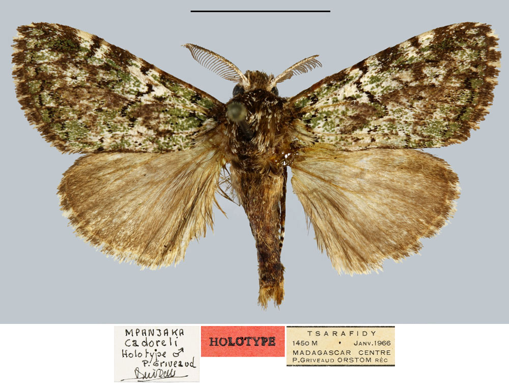 /filer/webapps/moths/media/images/C/cadoreli_Mpanjaka_HT_MNHN.jpg