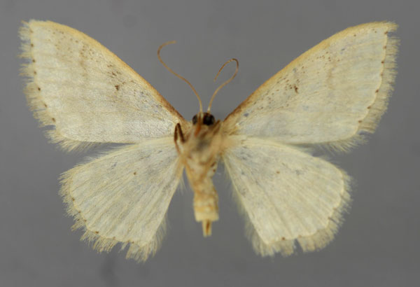 /filer/webapps/moths/media/images/C/caducaria_Scopula_A_ZSM_02.jpg
