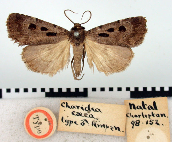 /filer/webapps/moths/media/images/C/caeca_Charidea_HT_BMNH.jpg