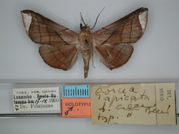 /filer/webapps/moths/media/images/C/caeca_Gorua_HT_RMCA_01.jpg