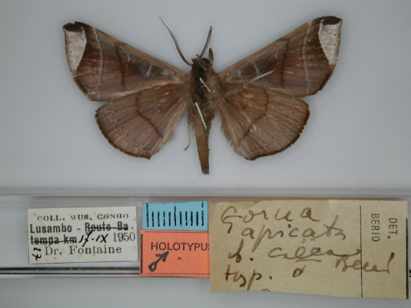 /filer/webapps/moths/media/images/C/caeca_Gorua_HT_RMCA_02.jpg