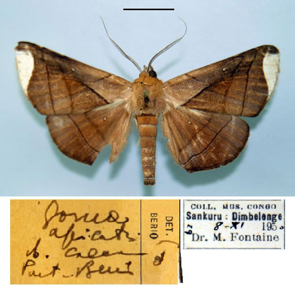 /filer/webapps/moths/media/images/C/caeca_Gorua_PT_MSNM.jpg