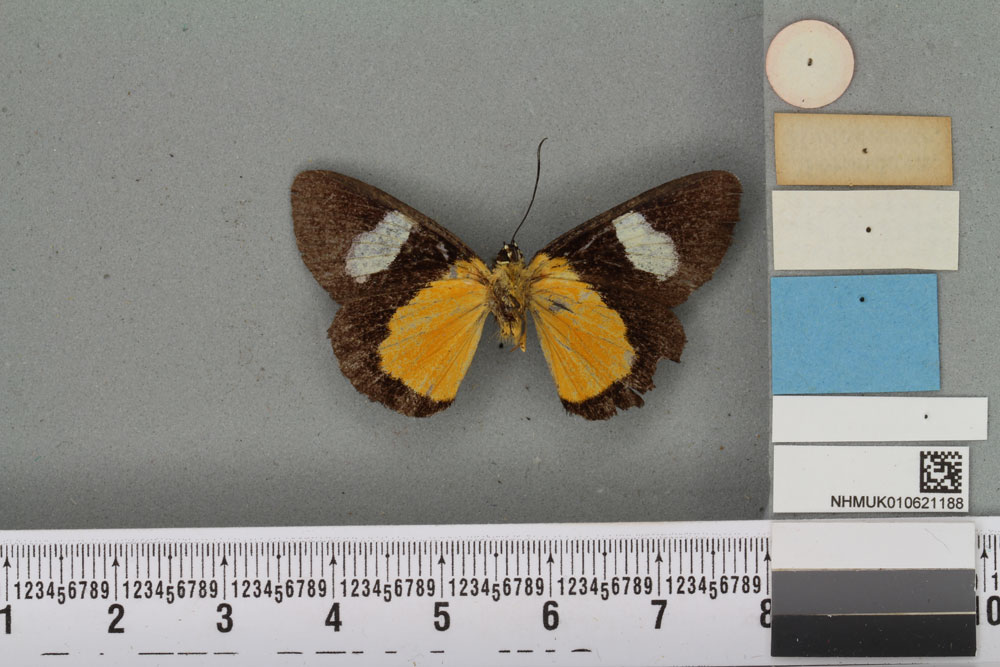 /filer/webapps/moths/media/images/C/caecata_Rothia_HT_BMNHb.jpg