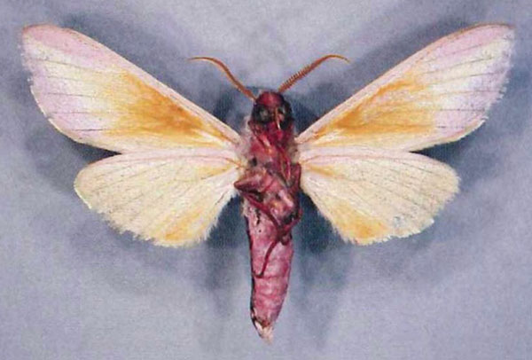 /filer/webapps/moths/media/images/C/caecilie_Leucophlebia_HT_ZSMb.jpg