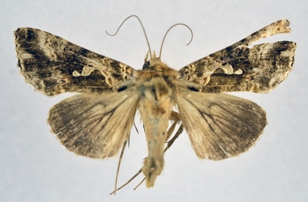 /filer/webapps/moths/media/images/C/caelata_Agrapha_AF_NHMO.jpg